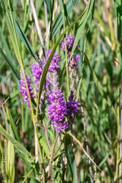 Fototapeta Closeup of Purple Loosestrife flowers (Lythrum salicaria)