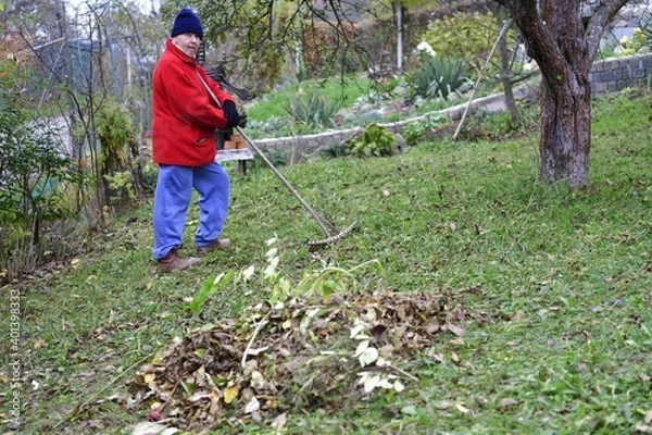 Fototapeta A pile of autumn fallen leaves in yellow and a farmer with rakes