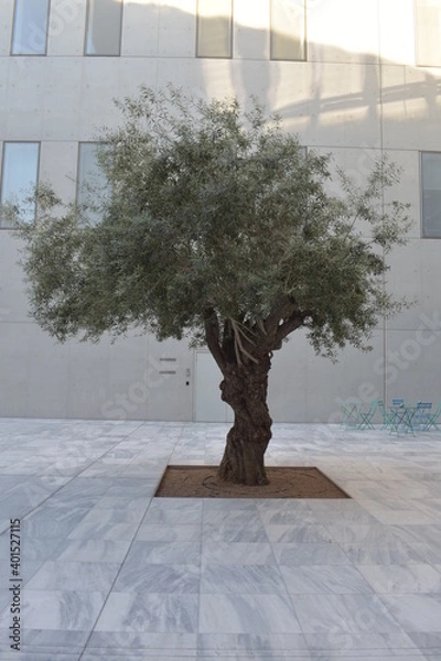 Fototapeta The Olive Tree at Stavros Niarchos Park