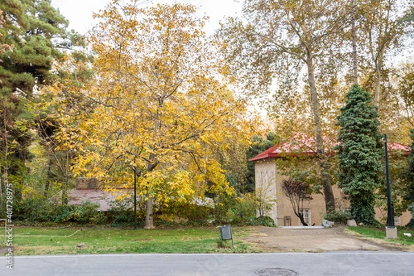 Fototapeta Golden forest in autumn in Sa'dabad palace Complex, built by the Qajar and Pahlavi monarchs, located in Shemiran, Greater Tehran, Iran