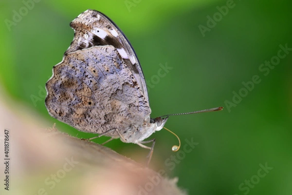 Obraz Macro shots, Beautiful nature scene. Closeup beautiful butterfly sitting on the flower in a summer garden.