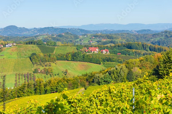 Fototapeta Vineyards along South Styrian Wine Road, a charming region on the border between Austria and Slovenia with green rolling hills, vineyards, picturesque villages and wine taverns