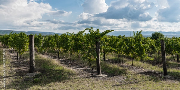 Fototapeta Young vineyard of the Krasnodar winery