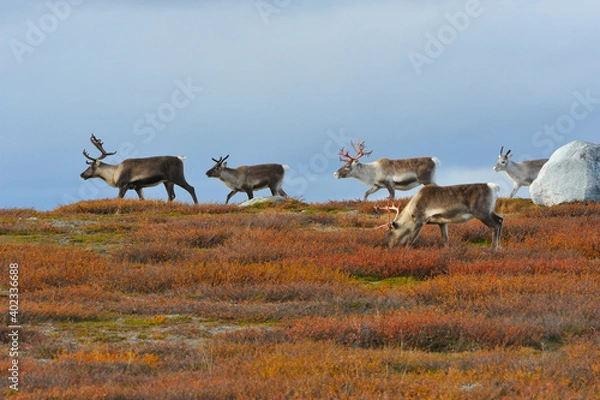 Fototapeta Rentierherde in Schweden im Herbst