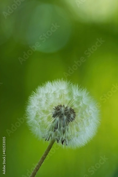 Fototapeta closeup of dandelion seed head on green background, Taraxacum officinale
