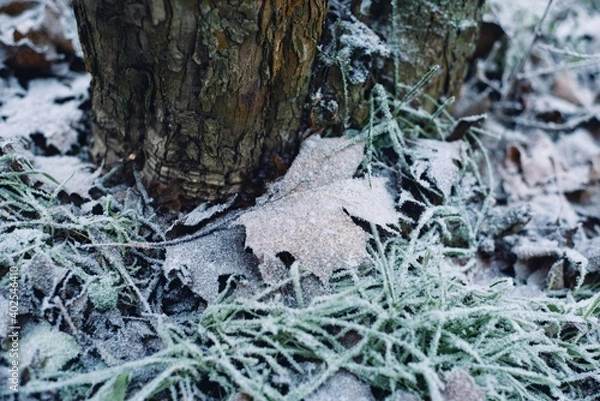 Fototapeta tree  and leaves covered with first snow of the year