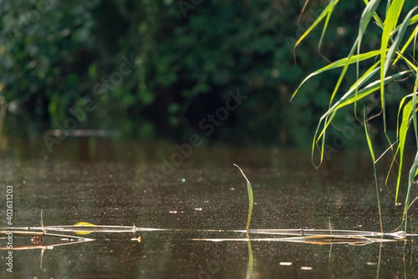 Fototapeta Grass stems emerge from water above the water surface. stems of plants float on the water. Close-up shot with selective focus.