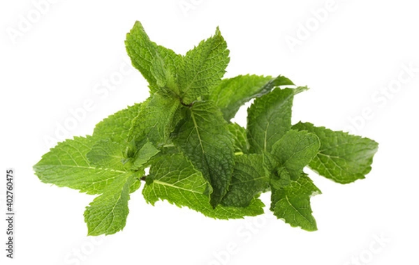 Fototapeta Leaves of fresh mint on white background