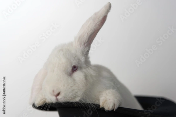 Fototapeta White bunny in black top hat