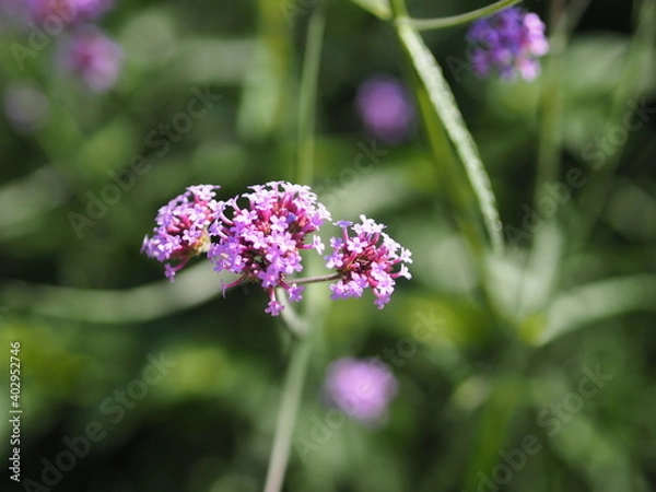 Fototapeta Verbena bouquet Small violet flower blooming in garden blurred of nature background, copy space concept for write text design in front background for banner, card, wallpaper, webpage