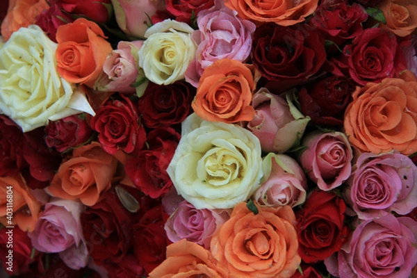 Obraz Bridal roses in various colors