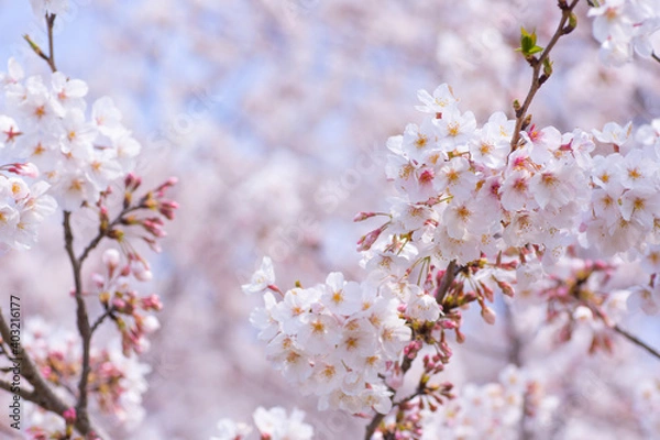 Fototapeta 春の桜