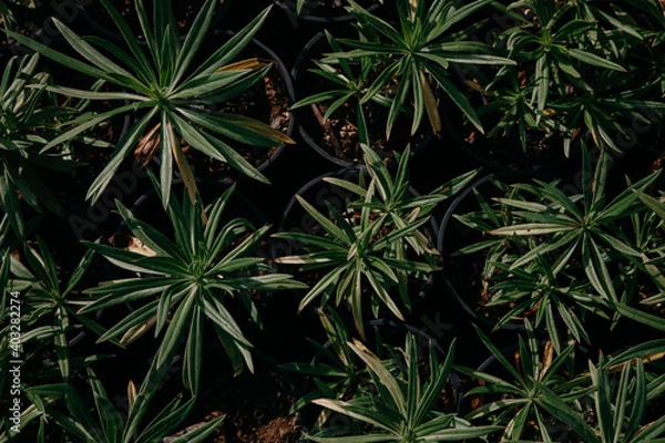 Fototapeta top view of freshly planted tropical plants in a nursery