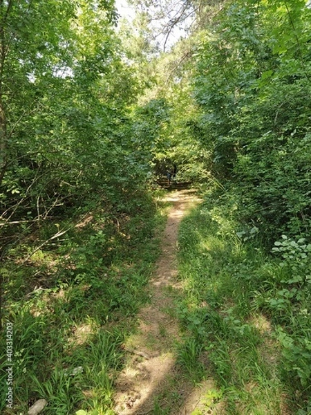 Obraz path in the woods