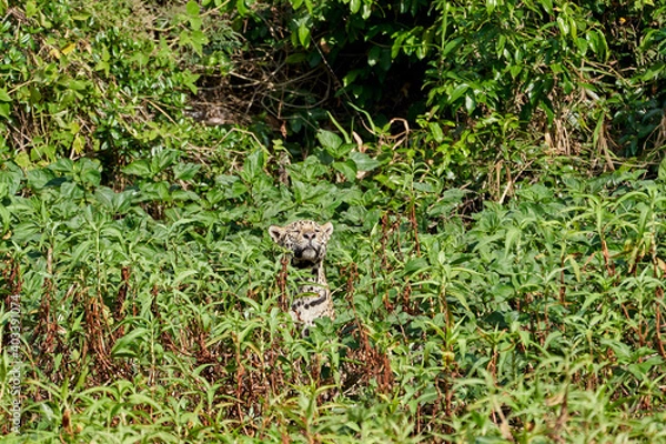 Fototapeta Jaguar, Panthera onca, is a large felid species and the only extant member of the genus Panthera native to the Americas, Jaguar stalking through vegetation on Cuiaba river in the Pantanal, Brazil