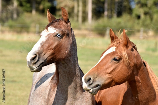 Fototapeta American Quarter Horse Hengstjährlinge