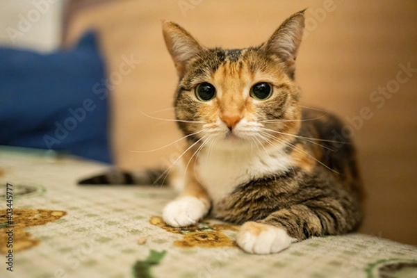 Fototapeta Beautiful multicolor cat sitting on the sofa