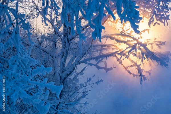 Fototapeta Winter landscape view of trees covered with fresh snow on shore of river