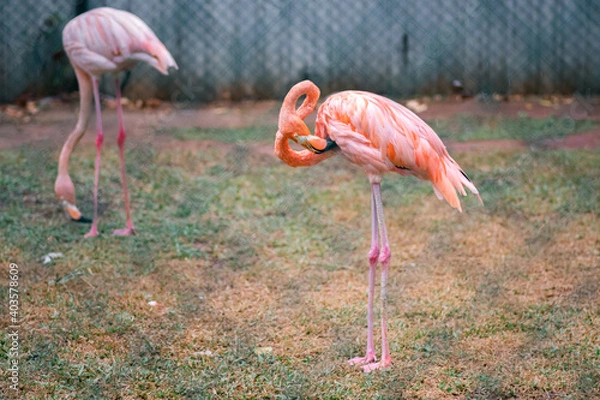 Fototapeta Greater Flamingo long neck beak Cleans his feathers in birds park, Hambantota.