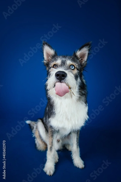 Fototapeta Beautiful mix-breed bi-eyed husky dog against blue background. 