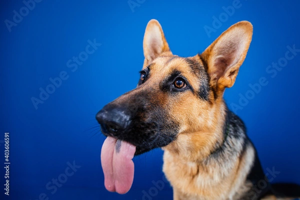 Fototapeta Beautiful German shepherd dog against blue background. 