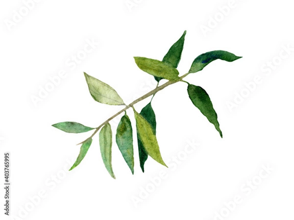 Fototapeta green leaves isolated on white background