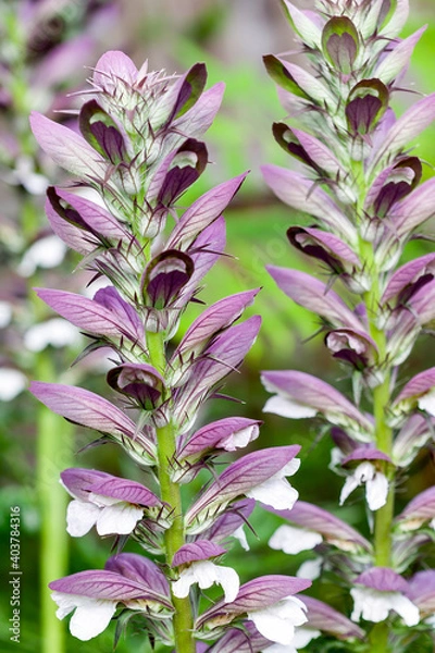 Fototapeta Acanthus mollis Bear's Breeches a spring summer flowering plant with a white summertime flower and a purple hood which open in July and August and is commonly knowns as Bears Breeches