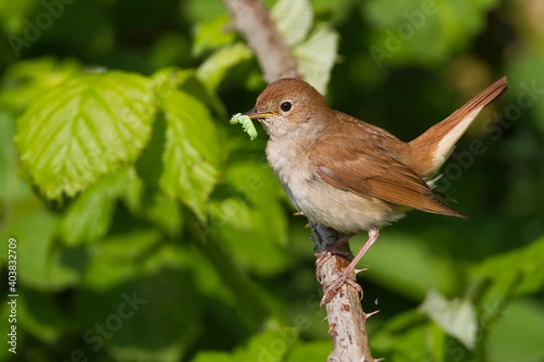 Fototapeta Nachtegaal, Common Nightingale, Luscinia megarhynchos