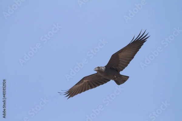 Obraz Waaierstaartraaf, Fan-tailed Raven, Corvus rhipidurus