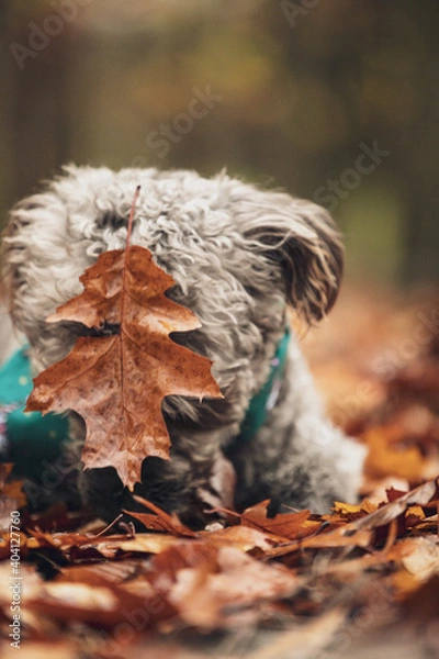 Fototapeta Close portrait of grey poodle lap dog with green headscarf  and big brown leaf on the head in autumn forest