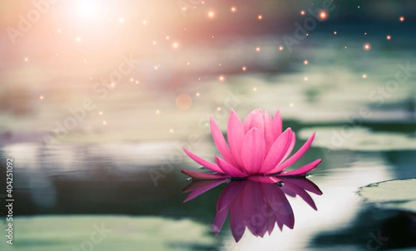 Fototapeta Beautiful pink water lily or lotus with sunlight in the pond.