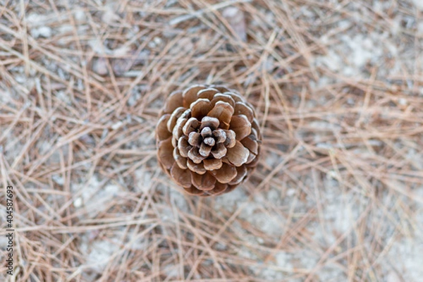 Fototapeta Pine cone seen from above. Fibonacci. Golden number