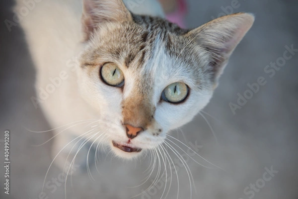 Fototapeta Selective focus shot with copy space of lovely thai white cat eyes which are staring or looking to the camera with curiosity shows a beautiful color and cuttiness of pet living as friend in our house