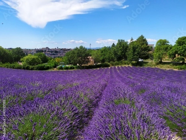 Fototapeta Lavande , Plateau de Valensole