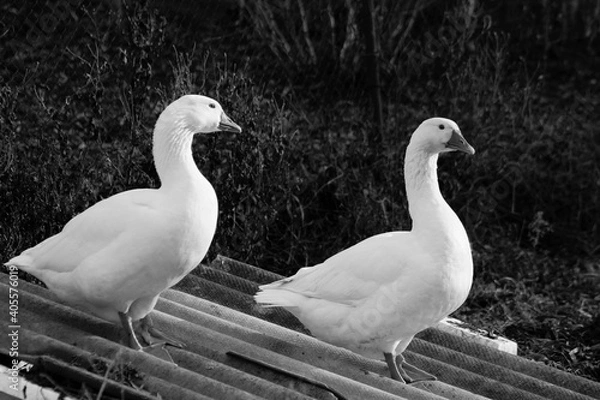 Fototapeta two white geese