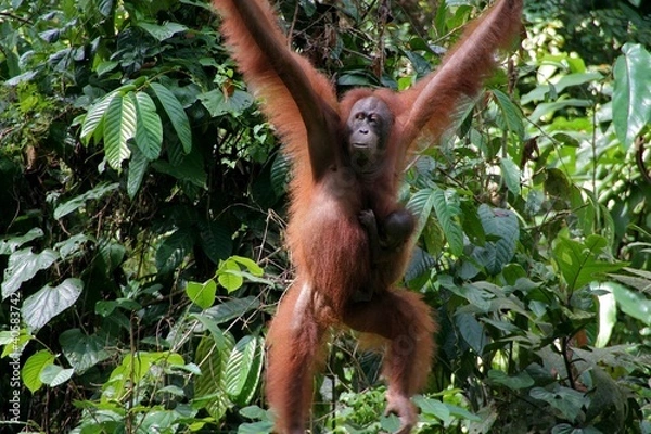 Fototapeta Orangutan, Sepilok Sanctuary, Borneo, Sabah