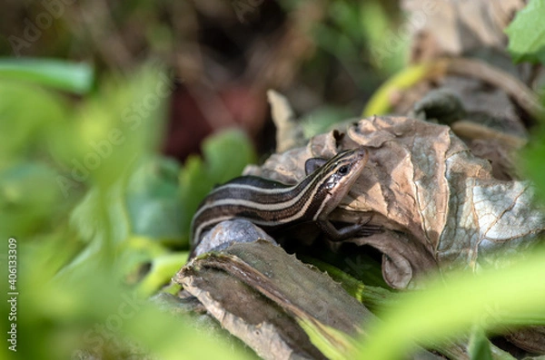 Fototapeta A nice bokeh effect draws attention to the juvenile five lined skink that stands motionless in a Missouri backyard garden.