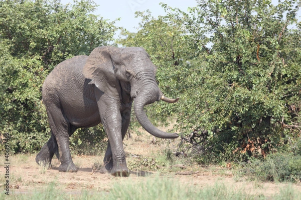 Fototapeta Afrikanischer Elefant / African elephant / Loxodonta africana