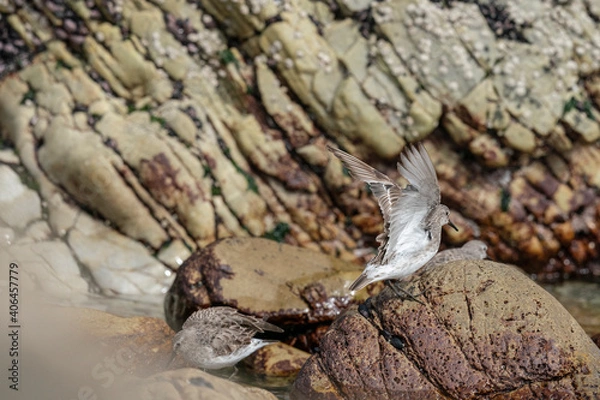 Fototapeta The white-rumped sandpiper (Calidris fuscicollis)