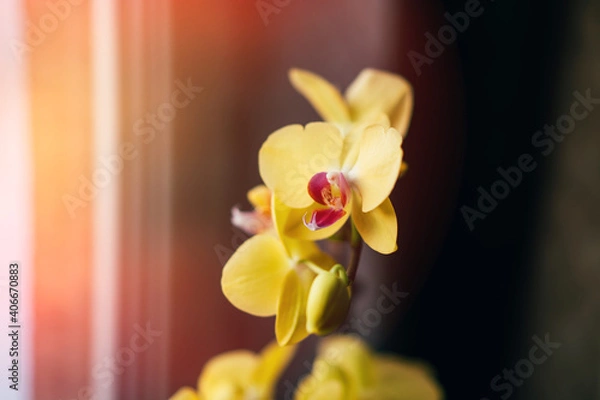 Fototapeta Blooming yellow orchid grown at home. Taking care of home plants. Photo for a greeting card selected focus on flower