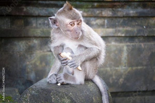 Fototapeta Macacos en Bali. Bosque de los Monos