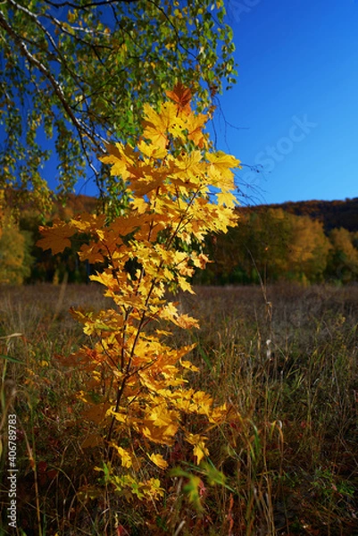 Fototapeta Autumn in the forest. Close-up of a maple tree with yellow leaves. Partial blur.