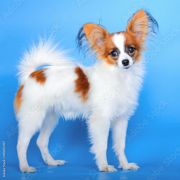 Fototapeta Papillon puppy 5 months old stands on the blue background