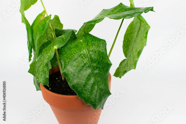 Fototapeta Calathea musaica network plant in terracotta pot