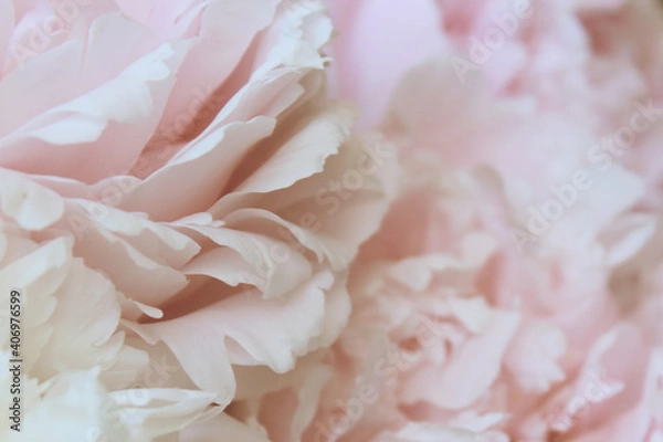 Fototapeta soft pink peony flowers background