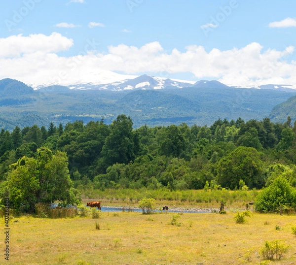 Fototapeta Panoramic Villarica National Park, in Conaripe, Panguipulli, with the Villarica volcano covered by the clouds. Los Ríos Region, in Patagonia, Chilean Andes