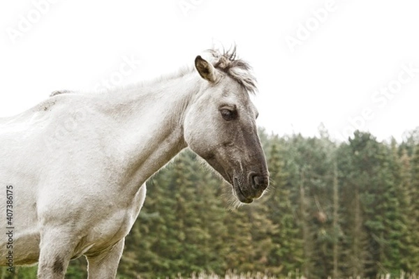 Fototapeta Horse and woods