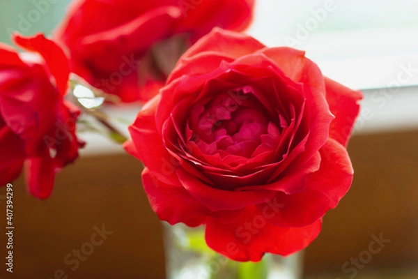 Fototapeta Red roses  bouquet in glass vase, shallow depth of focus