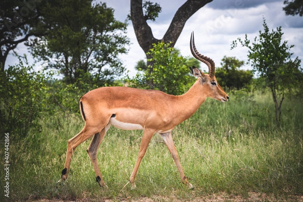 Fototapeta Male Impala walking in the Kruger National Park, South Africa.