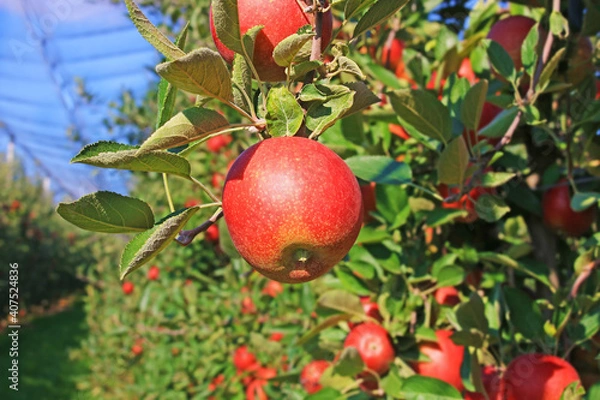 Fototapeta Ripe apple in orchard, ready for picking. The orchard has anti-hail nets